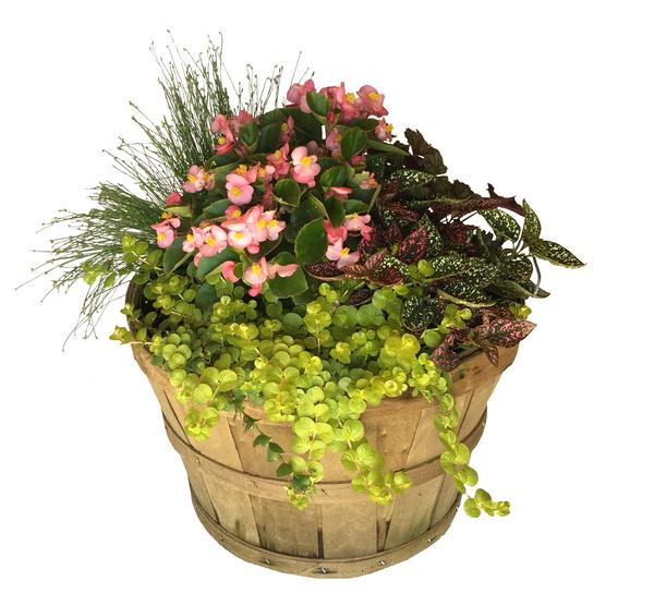 Shady-side Basket Blend