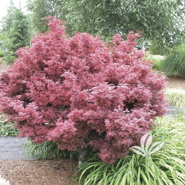 Shaina Japanese Maple