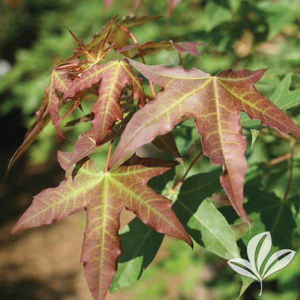 Shantung Maple