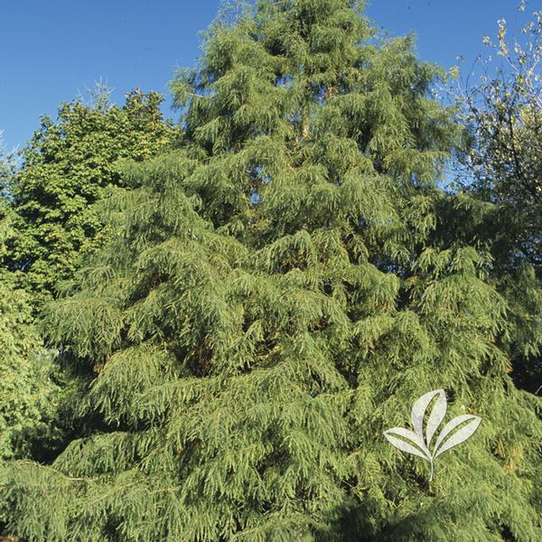 Shawnee Brave® Bald Cypress
