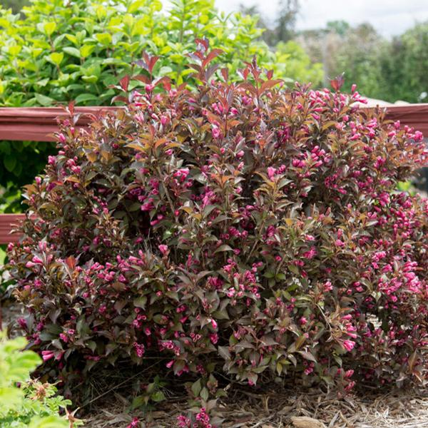 Shining Sensation™ Weigela
