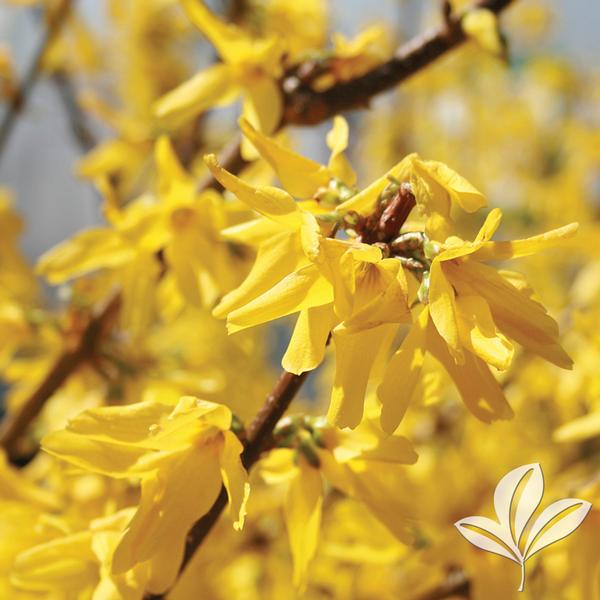 Showy Border™ Forsythia