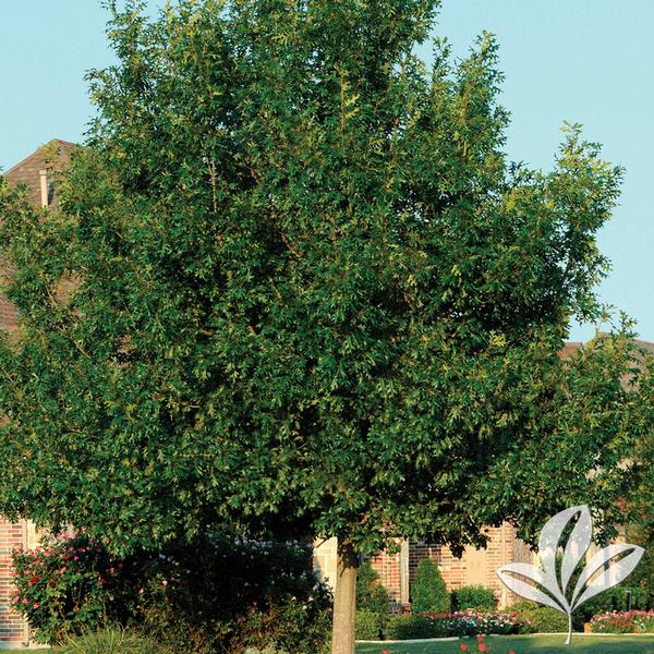 Shumard Oak