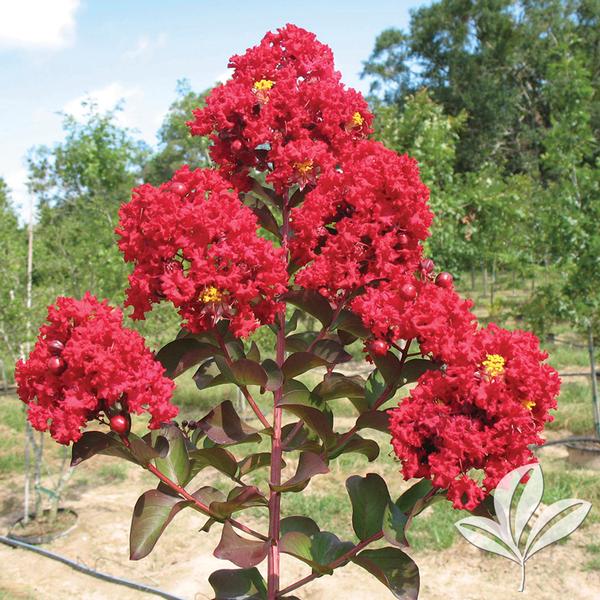 Siren Red® Crapemyrtle