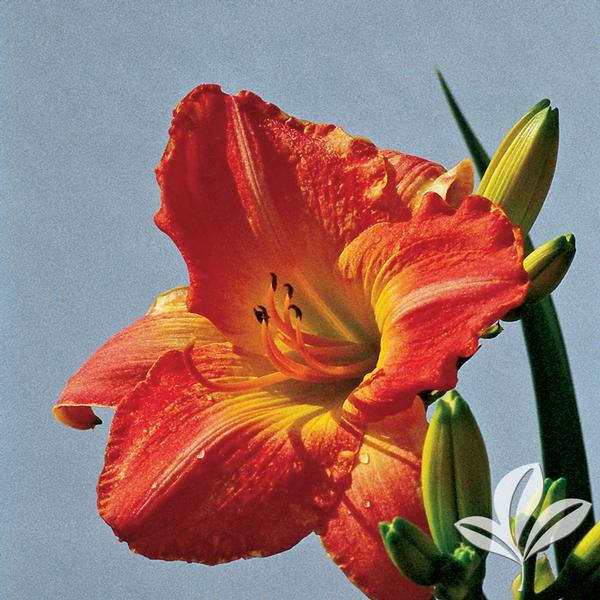 Sirocco Daylily