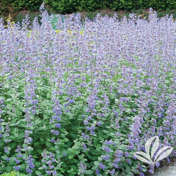 Six Hills Giant Catmint