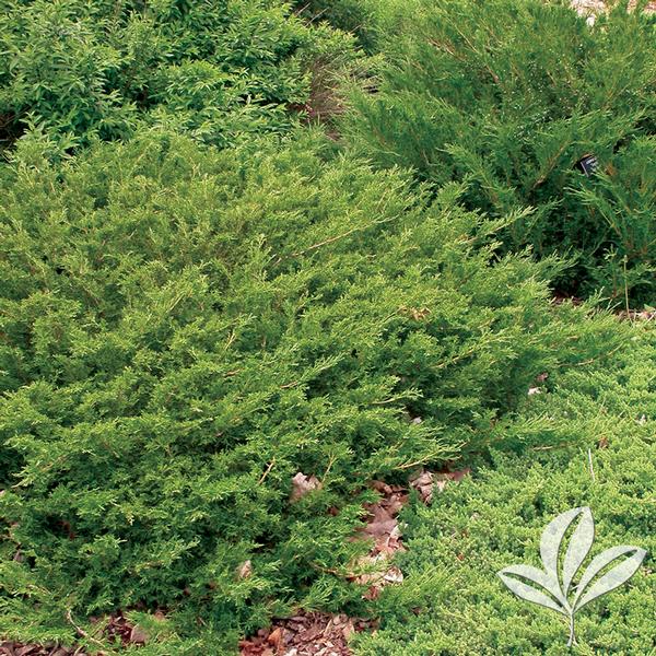 Skandia Juniper