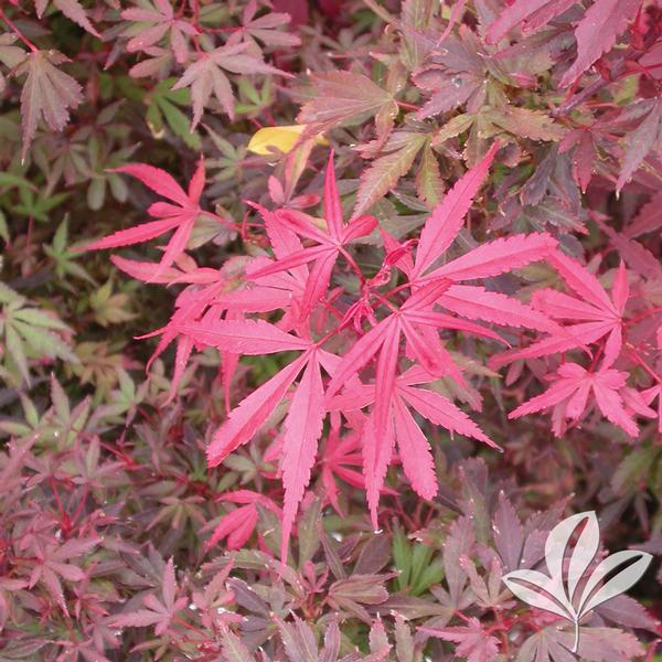 Skeeter's Broom Japanese Maple