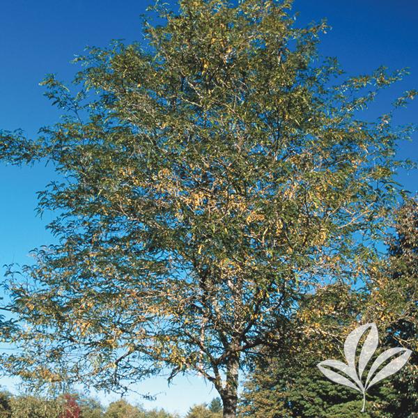 Skyline® Honeylocust