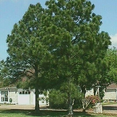 Slash Pine