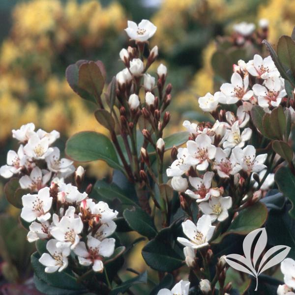 Snowcap® Indian Hawthorn