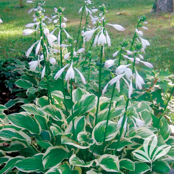 So Sweet Hosta