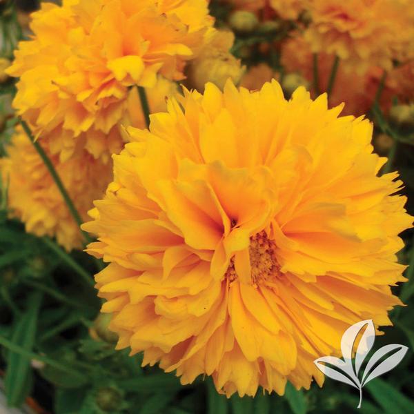 Solanna™ Golden Sphere Coreopsis