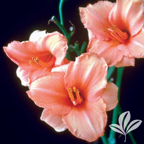 Sombrero Way Daylily