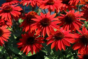 Sombrero® Sangrita Coneflower