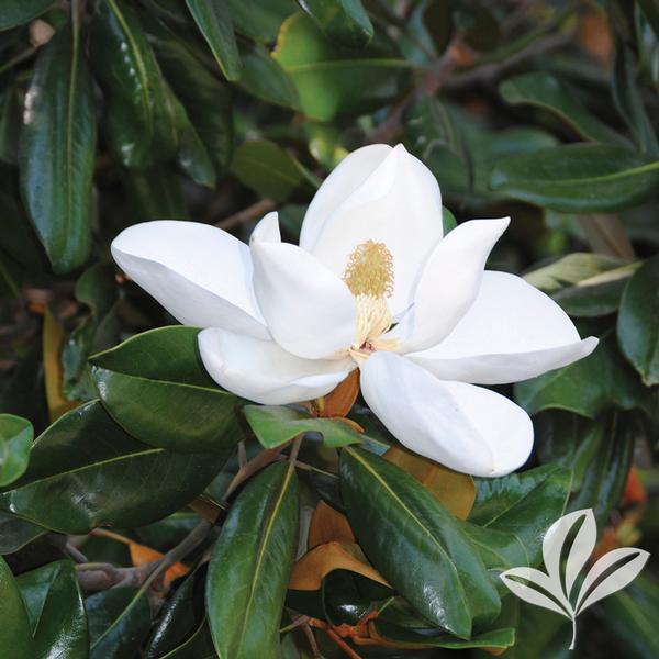 Southern Magnolia