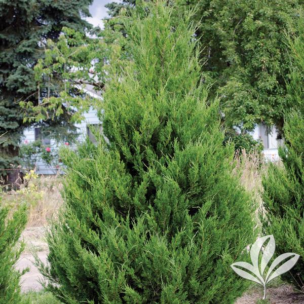 Spartan Juniper