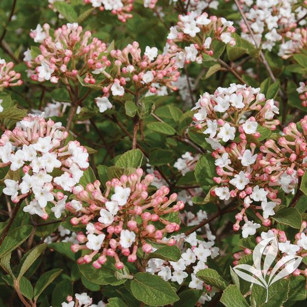 Spice Island™ Viburnum
