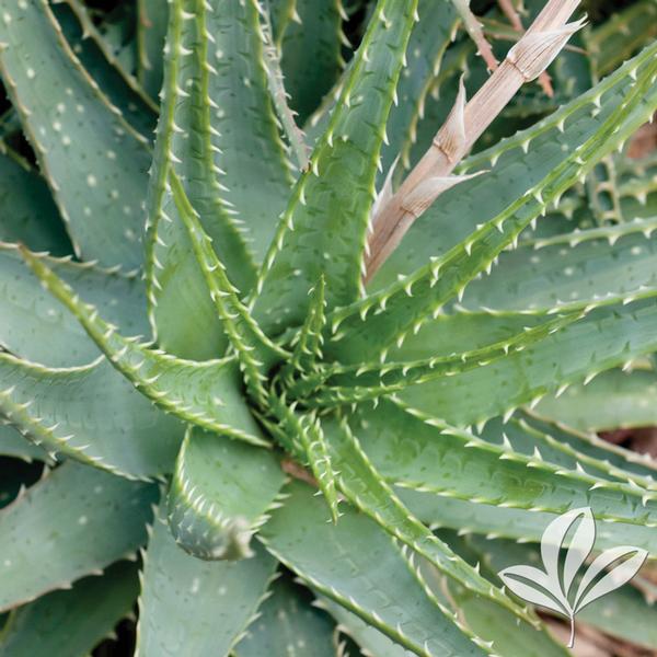 Spider Aloe