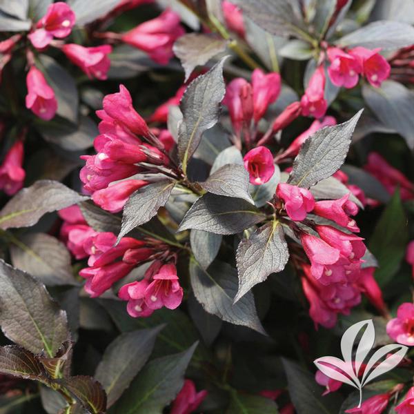 Spilled Wine® Weigela