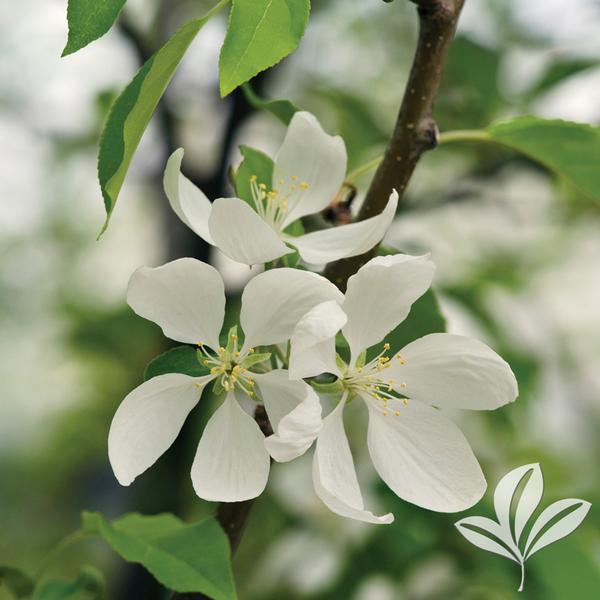 Spring Snow Crabapple