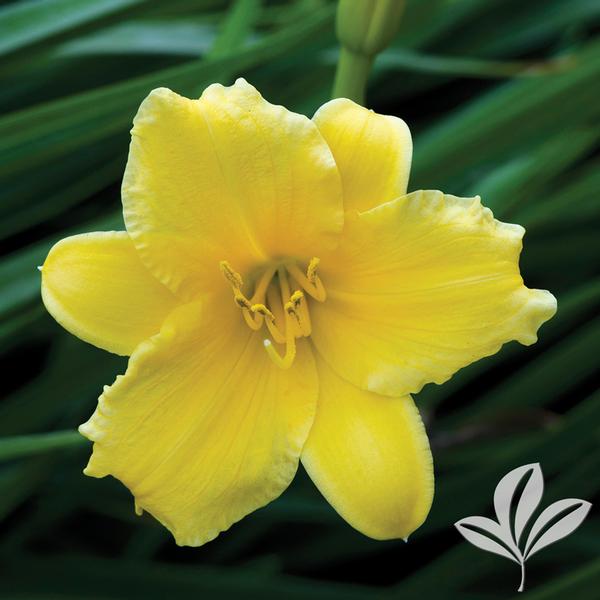 Stella de Oro Daylily