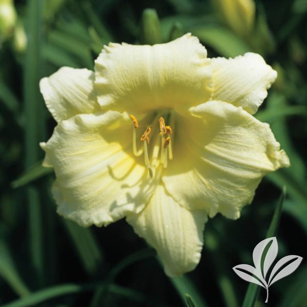 Stella Supreme Daylily