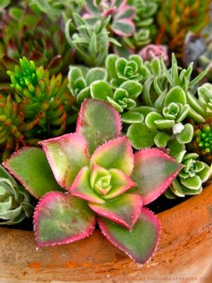 Succulent Fiesta Basket Blend