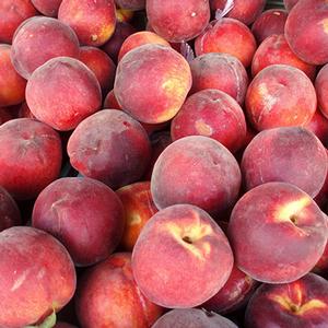 Sugar Giant Peach