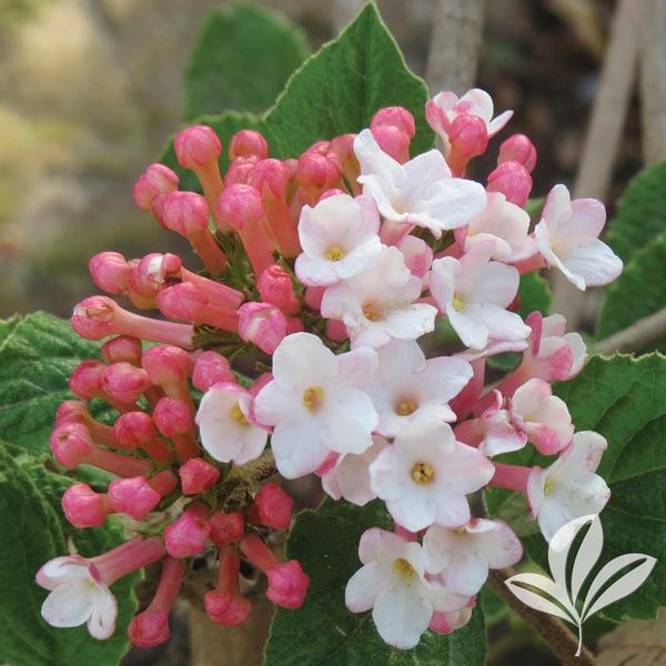 Sugar N' Spice™ Viburnum