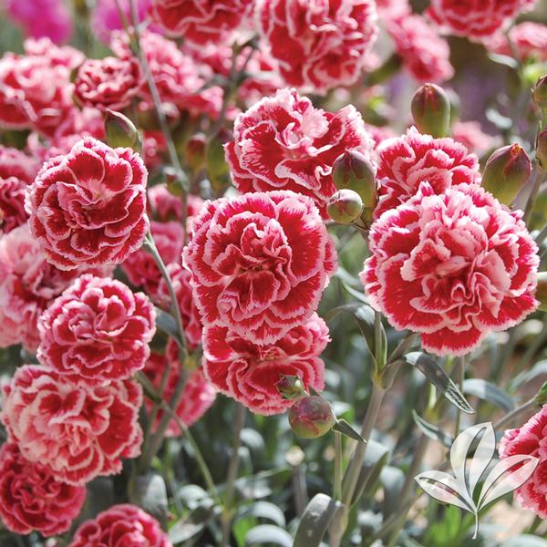 Sugar Plum Dianthus