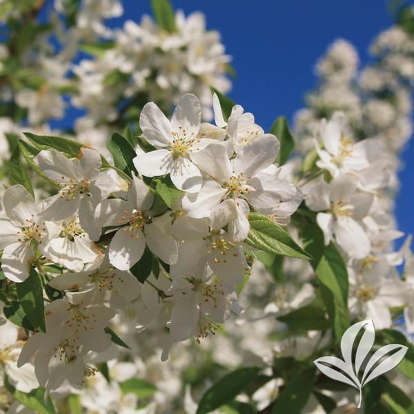 Sugar Tyme® Crabapple