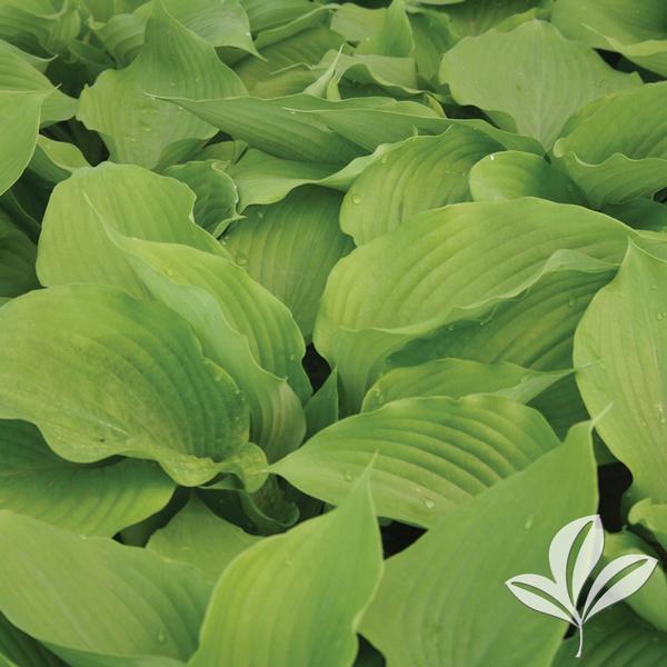 Sum and Substance Hosta