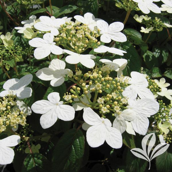 Summer Snowflake Doublefile Viburnum