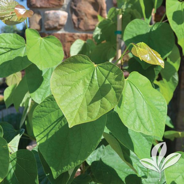 Summer's Tower™ Redbud