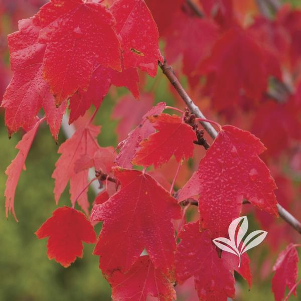Sun Valley Maple
