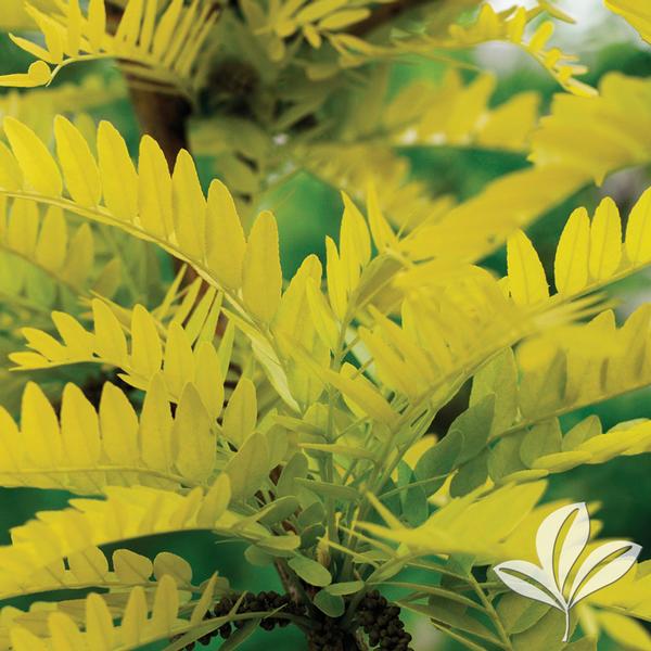 Sunburst® Honeylocust