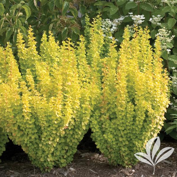 Sunjoy Gold Pillar® Barberry