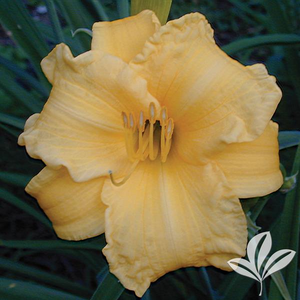 Sunny Honey Daylily