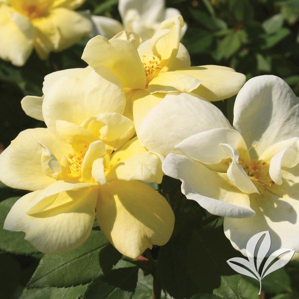 Sunny Knock Out® Rose