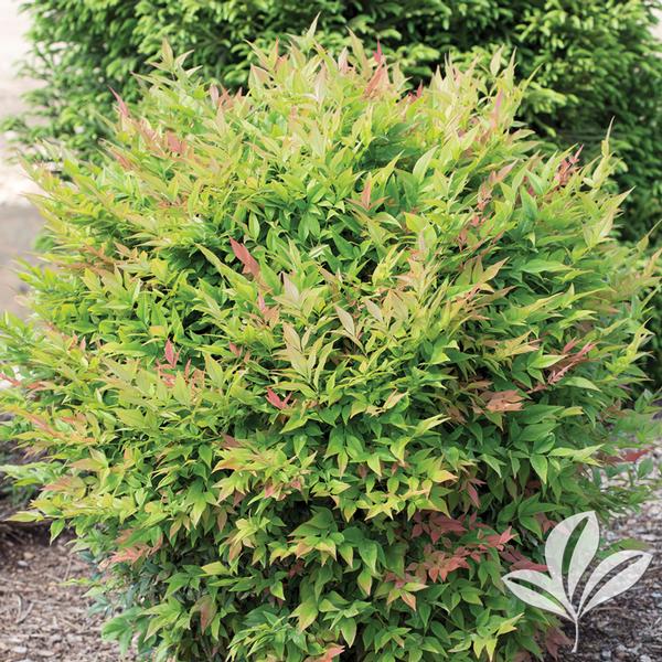Sunray® Nandina