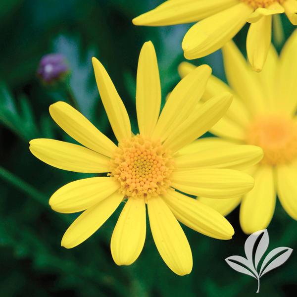Sunshine Euryops