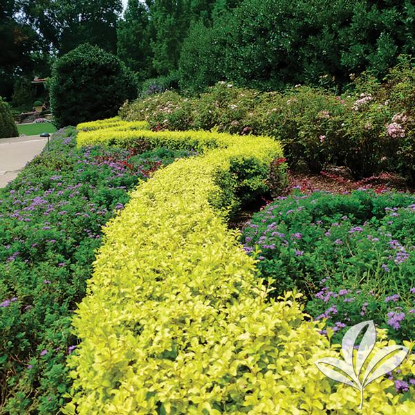 Sunshine Ligustrum