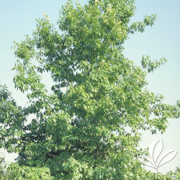 Swamp White Oak