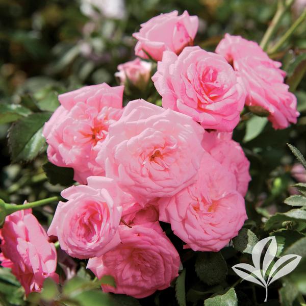 Sweet Drift® Rose