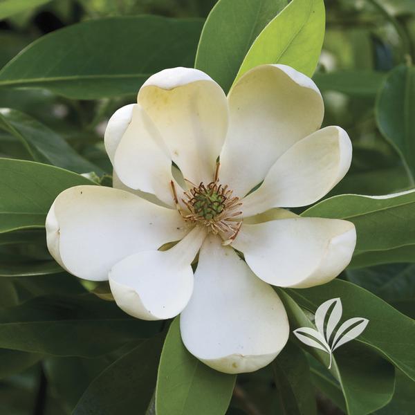 Sweetbay Magnolia (Shrub-Form)