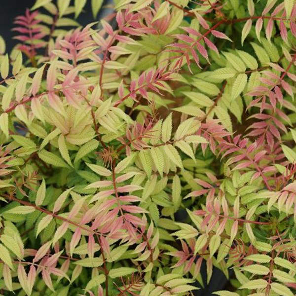 Mr. Mustard® Sorbaria