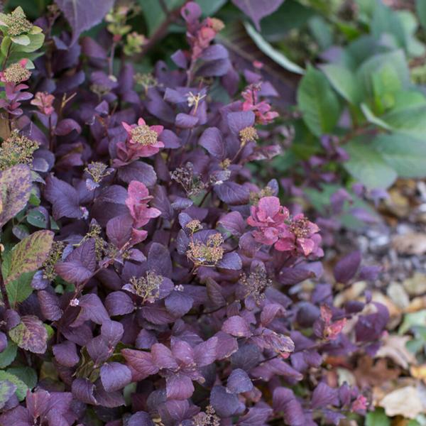 Pink Sparkler™ Birchleaf Spirea
