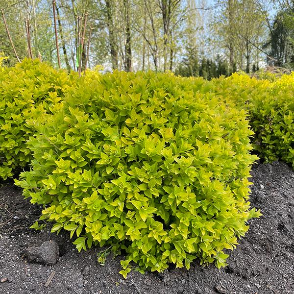 Pineapple Poprocks® Spirea