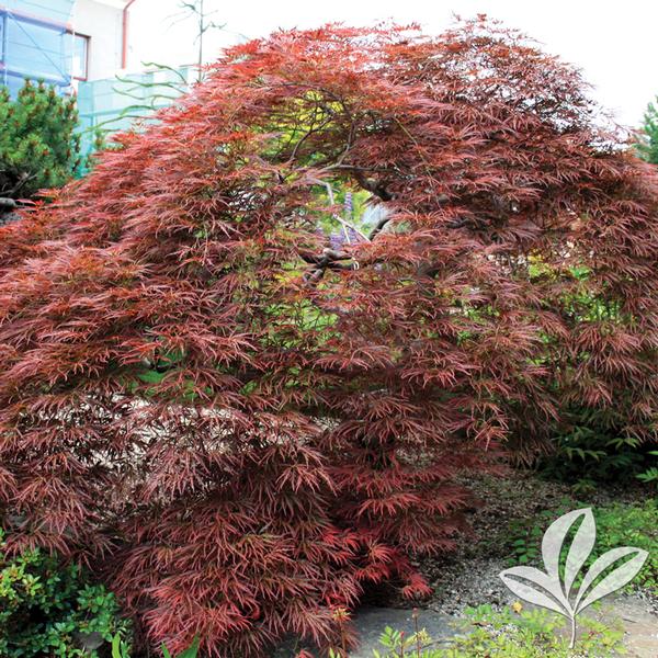 Tamukeyama Japanese Maple